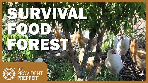 How to Create a Survival Food Forest in Your Own Backyard