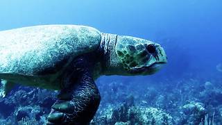 Massive sea turtle sneaks up on diver