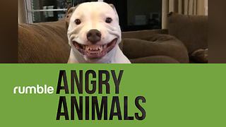 Ironically, this compilation of angry animals with definitely make you smile!