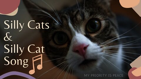 Silly Little Cat Video With A Silly Little Cat Song | Cute Cats & Kittens | Funny |
