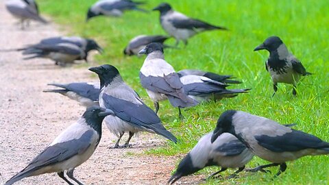 Mob of Hooded Crows During Nesting Season