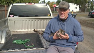 Kitten saved after being found glued to road in Oregon