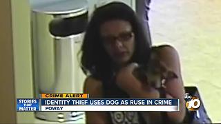 Identity thief uses dog as a ruse in crime