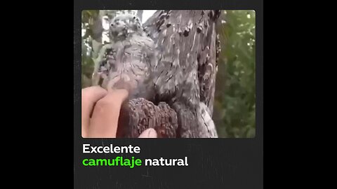 Rama de árbol resulta ser algo más