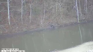 USS Eagles - Mom & Dad vs Juvenile Bald Eagle