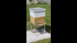 Hive activity pollen buckets