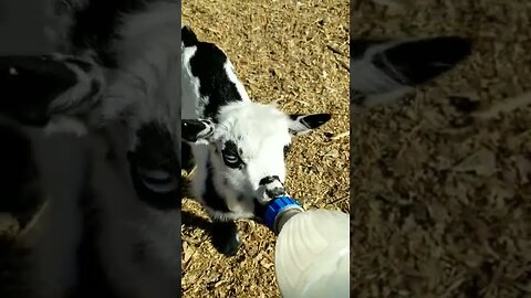 #lunchtime #bottlebaby #babygoat #goats #cuteanimals #farmanimals #farmlife #homesteadlife #baby