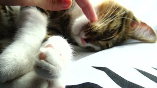 Kitten's Whiskers Move when Tickled