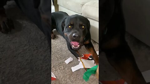 Rottweiler enjoys destroying a Christmas present box