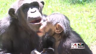 ZOOSDAY: Baby Chimpanzees