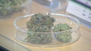 Denver to consider marijuana delivery and hospitality proposal