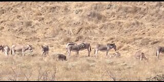 42 wild burros killed in desert