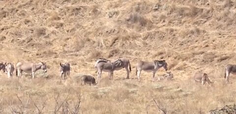 42 wild burros killed in desert