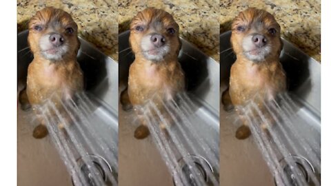 Sink Seal taking a shower