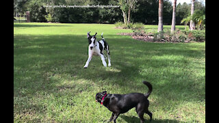 Happy Great Danes And Friends Run First Zoomies At Their New Home