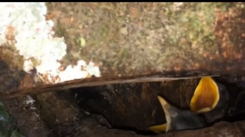 Birds feeding chicks in the hollow of the tree