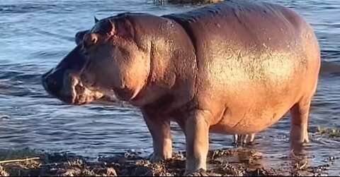 Hippo's Water Fury: Lions' Unexpected Showdown