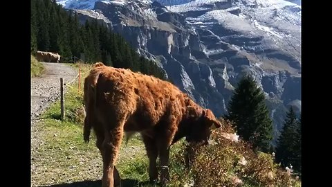 Took My Breath Away! 😲 Allmendhubel - Switzerland 🇨🇭 🎥