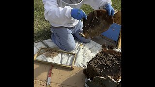 Saving the Bees : A Honeybee Hive Relocation Story