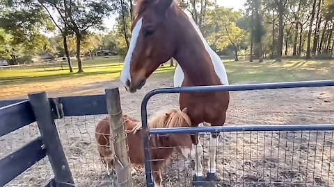 Animal Lover। Animals video। horse feeding and maintenance