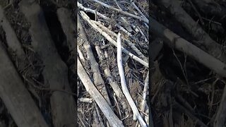 Crossing A Beaver Dam In The Queen Elizabeth II Wildlands Provincial Park #hiking #shorts