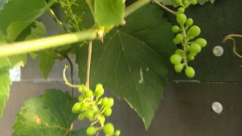 Black Isabella Grape Update 21-03-2024