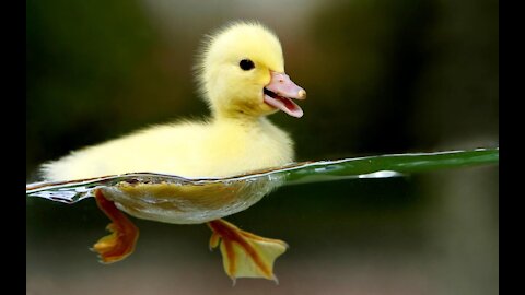 BATHING DUCK