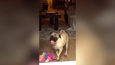 This Compilation Of Pugs Showcases Why They're So Awesome!