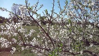 Bloomed almond trees and a swarm of bees pollinators