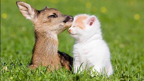Sweet deer really wants to befriend kitty cat 🐱🦌