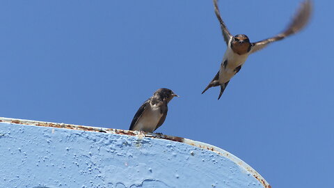 BARN SWALLOW (JULY 11, 2024)