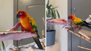 How to train your parrot using a target & clicker