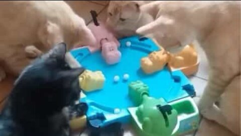 Gatos curiosos tentam jogar "Hipopótamos comilões"