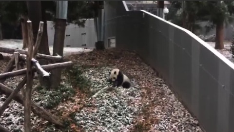 Adorable panda plays in snow at Smithsonian National Zoo