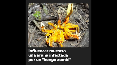 Influencer muestra una araña infectada por un “hongo zombi”