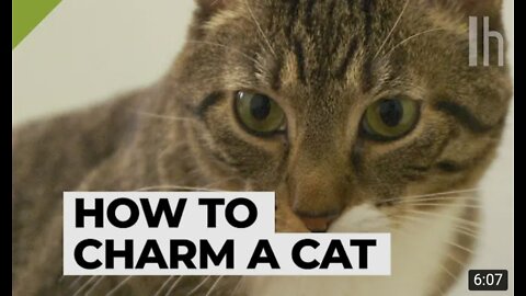 How to pick up a cat like a pro