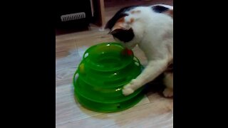 The cat is very funny playing with balls