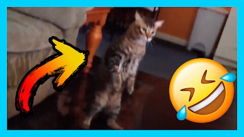 Funny Fails pets 02 try not laugh Compilation