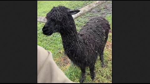 Spitting Alpaca Had A Rough Day With The Stallion In The Sheep Pasture