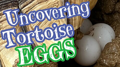 Uncovering Tortoise Eggs!