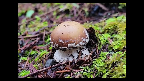 January Mushroom Foraging