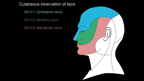 Sensation of the face