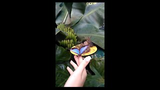 A huge amazing butterfly sat on your hand!