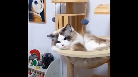 Best Funny Cat Videos | OMG So Cute Cats 2021