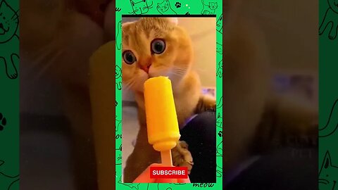 Funny Cute Cat Videos #shorts #youtubeshorts #ytshorts