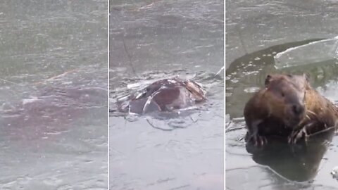 Ice-breaking beaver finds a snack to take home