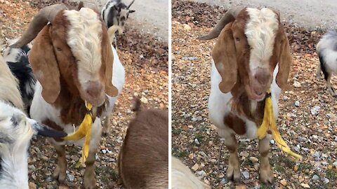 Funny goat loves to eat banana peels