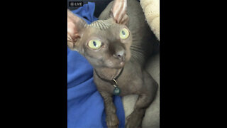 Hairless Bambino kitten has short legs