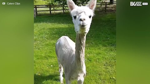 Ecco un alpaca senza lana!