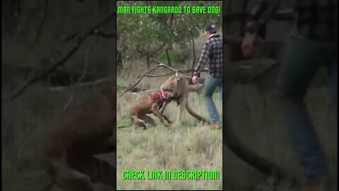 Man Fights Kangaroo To save His Dog! #Shorts #YoutubeShorts #ExtremeSports #Kangaroo #Kangaroos
